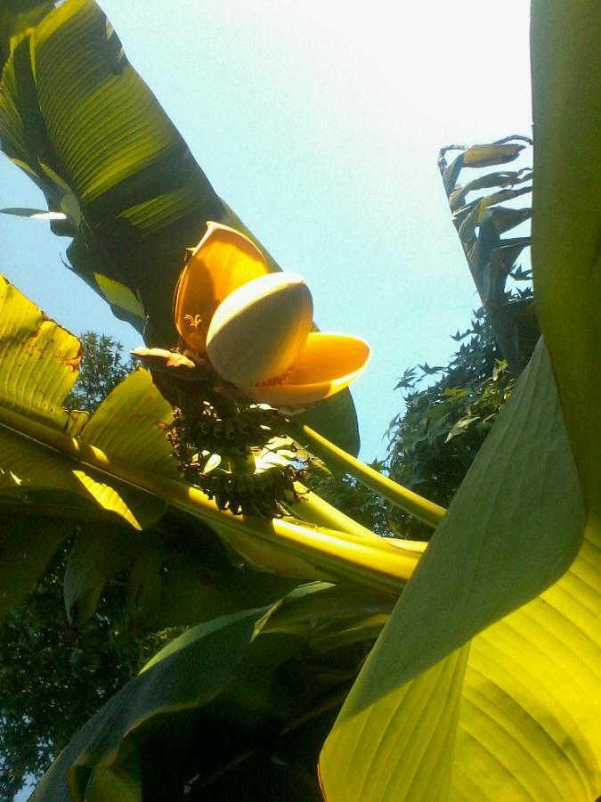 Mirguet Au Jardin Apartment Saint-Elix-le-Chateau ภายนอก รูปภาพ